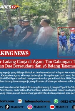Bongkar Ladang Ganja di Agam, Tim Gabungan TNI Amankan Dua Bersaudara dan 26 Batang Tanaman Ganja